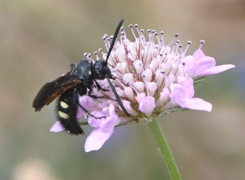 Réf. 232 661 : Scolia sexmaculata